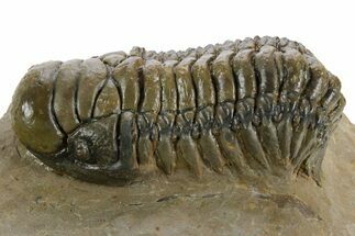 Detailed Crotalocephalina Trilobite - Atchana, Morocco #348126
