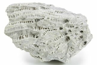 Silurian Dolostone w/ Sparkling Fossil Coral (Fletcheria) - Ohio #346065