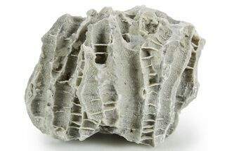 Silurian Dolostone w/ Sparkling Fossil Coral (Fletcheria) - Ohio #346071