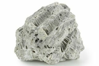 Silurian Dolostone w/ Sparkling Fossil Coral (Fletcheria) - Ohio #346073