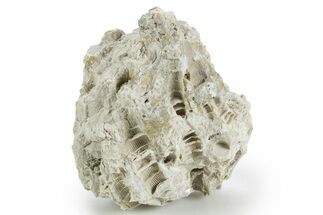 Silurian Dolostone w/ Sparkling Fossil Coral (Fletcheria) - Ohio #346076