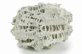 Silurian Dolostone w/ Sparkling Fossil Coral (Fletcheria) - Ohio #346081