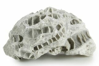 Silurian Dolostone w/ Sparkling Fossil Coral (Fletcheria) - Ohio #346086