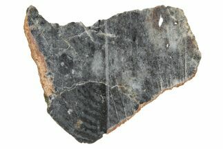 Lunar Meteorite ( g) Slice - Bechar #348215