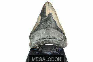 Huge, Fossil Megalodon Tooth - North Carolina #348255