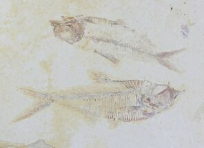 Diplomystus and Knightia Fish Association #18709