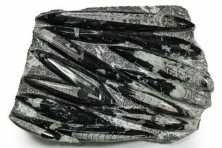 Polished Fossil Orthoceras (Cephalopod) Plate - Morocco #348395