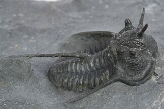 Devil Horned Cyphaspis Walteri Trilobite - Mrakib, Morocco #348374