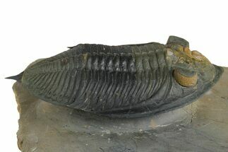 Fossil Zlichovaspis Trilobite - Orange Eye Facets #348392