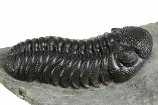 Beautiful Morocops Trilobite - Ofaten, Morocco #348433