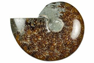 Polished Ammonite (Cleoniceras) Fossil - Madagascar #348481