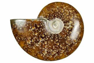 Polished Ammonite (Cleoniceras) Fossil - Madagascar #348490