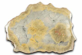 Polished Fossil Coral (Actinocyathus) Dish - Morocco #348548