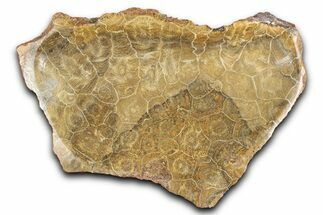Polished Fossil Coral (Actinocyathus) Dish - Morocco #348549