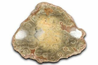 Polished Fossil Coral (Actinocyathus) Dish - Morocco #348550