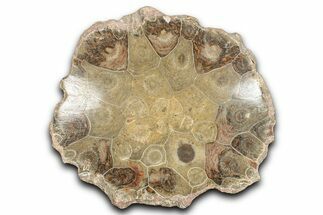 Polished Fossil Coral (Actinocyathus) Dish - Morocco #348551