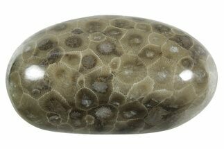 Polished Petoskey Stone (Fossil Coral) - Michigan #348571
