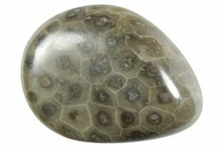 Polished Petoskey Stone (Fossil Coral) - Michigan #348583