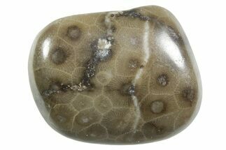 Polished Petoskey Stone (Fossil Coral) - Michigan #348588