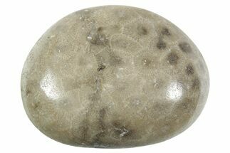 Polished Petoskey Stone (Fossil Coral) - Michigan #348589
