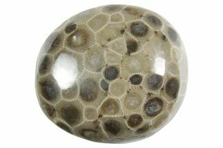 Polished Petoskey Stone (Fossil Coral) - Michigan #348591