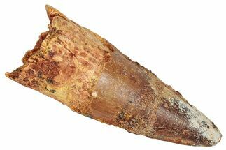 Fossil Spinosaurus Tooth - Real Dinosaur Tooth #348606