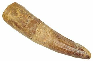 Fossil Spinosaurus Tooth - Real Dinosaur Tooth #348608