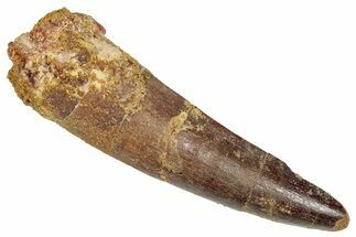 Fossil Spinosaurus Tooth - Real Dinosaur Tooth #348627