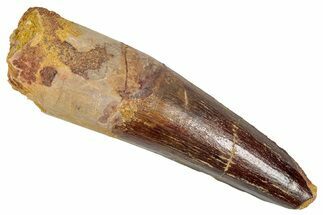 Fossil Spinosaurus Tooth - Real Dinosaur Tooth #348661