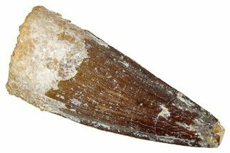 Juvenile Fossil Spinosaurus Tooth - Real Dinosaur Tooth #348672
