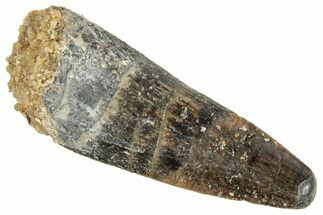 Juvenile Fossil Spinosaurus Tooth - Real Dinosaur Tooth #348678