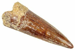 Juvenile Fossil Spinosaurus Tooth - Real Dinosaur Tooth #348680