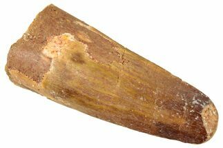 Juvenile Fossil Spinosaurus Tooth - Real Dinosaur Tooth #348684
