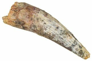 Juvenile Fossil Spinosaurus Tooth - Real Dinosaur Tooth #348686