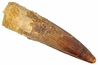 Juvenile Fossil Spinosaurus Tooth - Real Dinosaur Tooth #348687