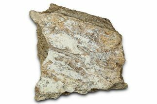 Dinosaur (Triceratops) Frill Shield Section - Montana #347996