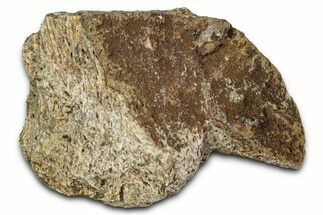 Dinosaur (Triceratops) Frill Shield Section - Montana #348018