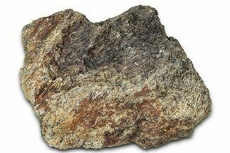 Dinosaur (Triceratops) Frill Shield Section - Montana #348025