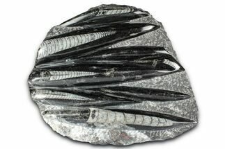 Polished Fossil Orthoceras (Cephalopod) Plate - Morocco #348445