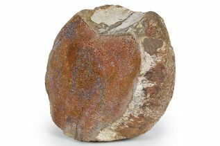 Dinosaur Fossils For Sale
