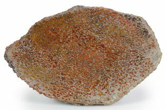 Polished Dinosaur Bone (Gembone) Section - New Mexico #348867