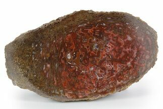 Polished Dinosaur Bone (Gembone) Slab - New Mexico #348868