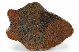 Polished Dinosaur Bone (Gembone) Slab - New Mexico #348869