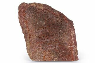 Polished Dinosaur Bone (Gembone) Slab - New Mexico #348871