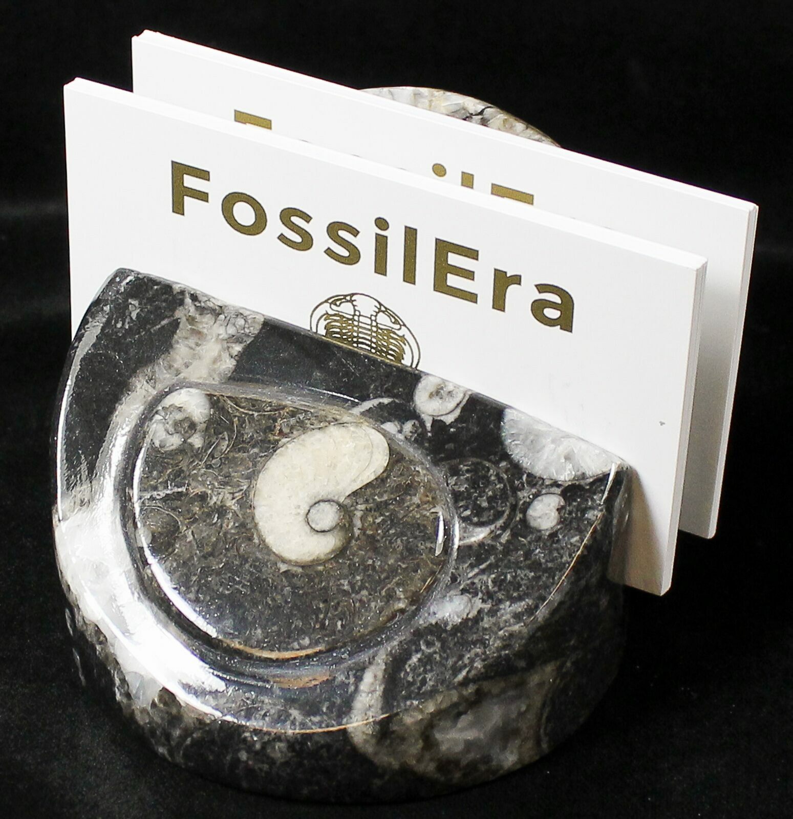 Goniatite & Orthoceras Fossil Card Holder (18275) For Sale