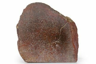 Polished Dinosaur Bone (Gembone) Section - New Mexico #348882