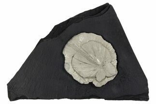 Pyrite Sun on Slate - Sparta, Illinois #348939