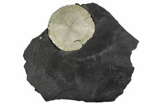 Pyrite Sun on Slate - Sparta, Illinois #348948