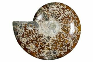 Polished Fossil Ammonite (Cleoniceras) - Madagascar #349174