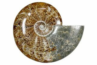 Polished Fossil Ammonite (Cleoniceras) - Madagascar #349175